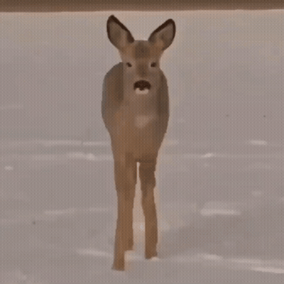 A Deer Is Standing In The Snow With A Fence In The Background GIF