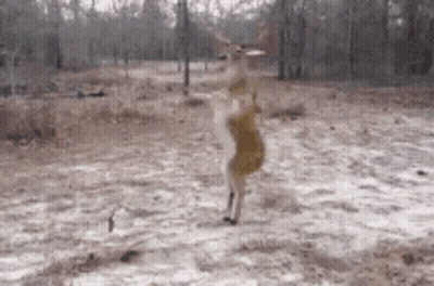 A Deer Is Standing On Its Hind Legs In The Snow In A Field . GIF
