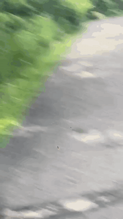A Deer Is Standing On The Side Of A Path . GIF