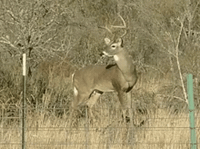 A Deer Standing Behind A Fence In A Field GIF
