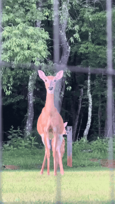 A Deer Standing In A Grassy Field Behind A Fence GIF