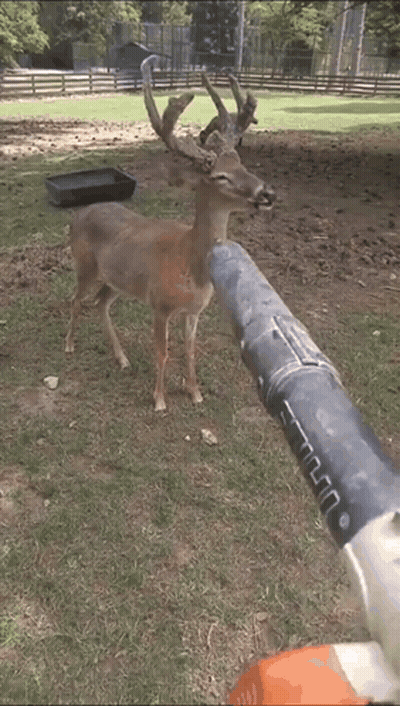 A Deer Standing Next To A Pipe With A Sheep Behind It GIF