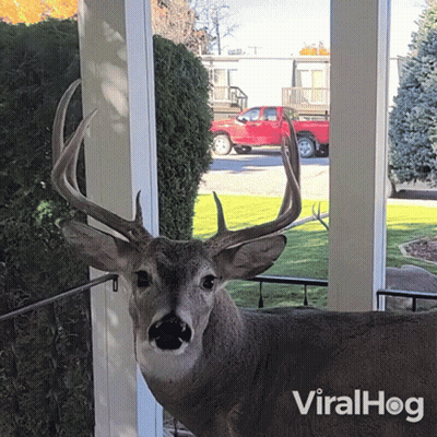A Deer Standing On A Porch With A Red Truck In The Background And The Words Viralhog On The Bottom GIF