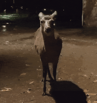 A Deer That Is Standing In The Dark GIF