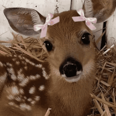A Deer Wearing A Pink Bow On Its Head GIF