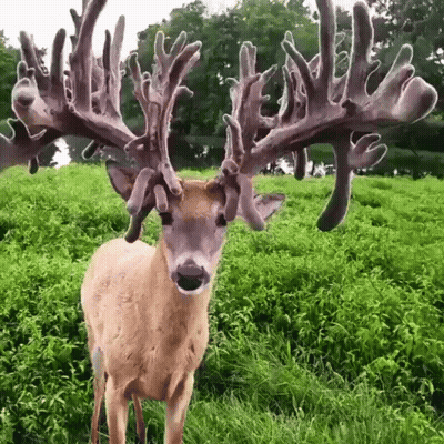 A Deer With A Lot Of Antlers Is Standing In A Field GIF