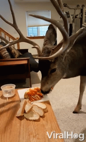 A Deer With Antlers Is Eating Bread And Carrots On A Table With The Words Viralhog Written Below It GIF