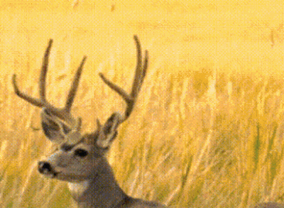 A Deer With Antlers Is Standing In A Field Of Tall Grass And Looking At The Camera . GIF
