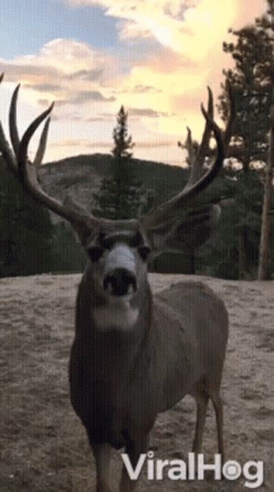 A Deer With Antlers Is Standing In The Dirt And Looking At The Camera With A Sunset In The Background . GIF
