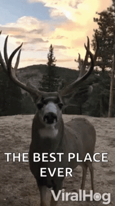 A Deer With Antlers Is Standing In The Dirt With The Words `` The Best Place Ever '' Written Above It . GIF