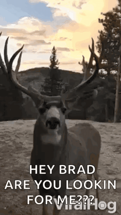 A Deer With Antlers Is Standing In The Woods And Looking At The Camera With Trees In The Background . GIF