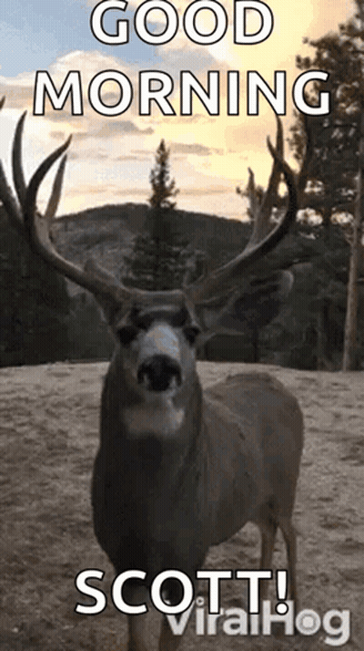 A Deer With Antlers Is Standing On A Dirt Field And Says Good Morning Scott Viralhog . GIF