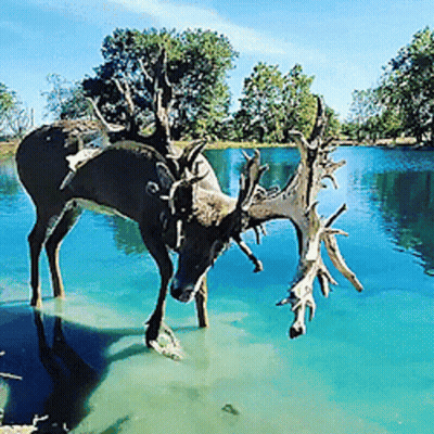 A Deer With Antlers Standing In The Water GIF