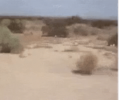 A Desert Landscape With A Few Trees In The Distance GIF