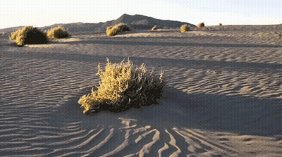 A Desert Landscape With A Small Plant In The Foreground GIF