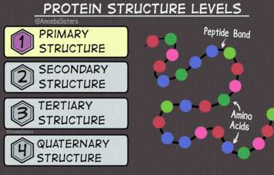 A Diagram Of Protein Structure Levels Shows The Primary Structure Secondary Structure Tertiary Structure Quaternary Stru GIF