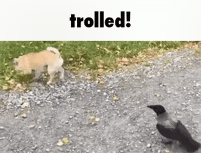 A Dog And A Bird Are Walking On A Gravel Road . GIF