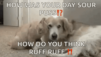 A Dog And A Cat Are Laying Next To Each Other On The Floor In A Room . GIF