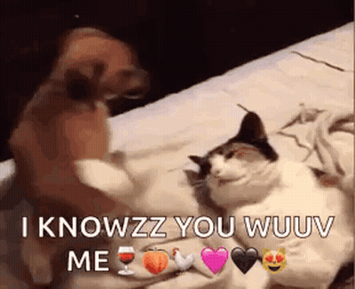 A Dog And A Cat Are Laying On A Bed And The Dog Is Saying I Knowzz You Wuuv Me . GIF