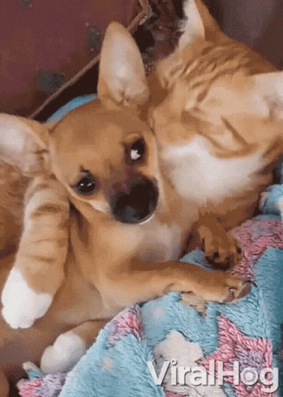 A Dog And A Cat Are Laying On A Blanket With Viralhog Written On The Bottom Right GIF