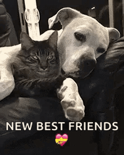 A Dog And A Cat Are Laying On A Couch With The Words `` New Best Friends '' Written Above Them . GIF