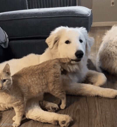 A Dog And A Cat Are Laying On A Wooden Floor And The Dog Is Looking At The Cat GIF
