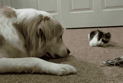 A Dog And A Cat Are Laying On The Floor GIF