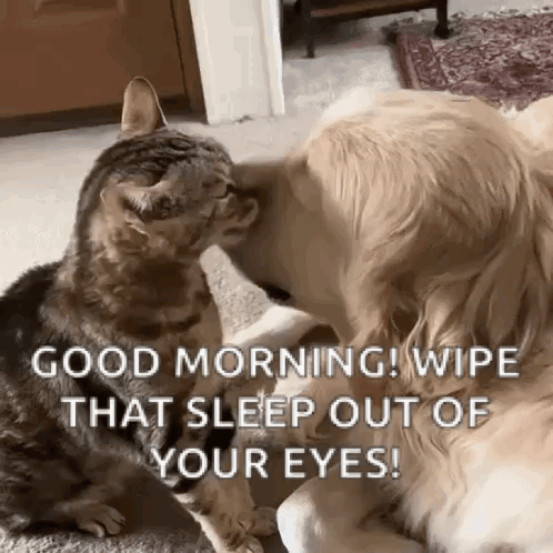 A Dog And A Cat Are Looking At Each Other And The Dog Is Saying Good Morning Wipe That Sleep Out Of Your Eyes . GIF
