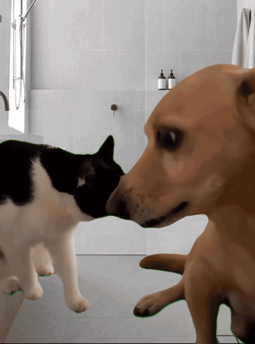 A Dog And A Cat Are Looking At Each Other In The Bathroom GIF
