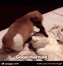 A Dog And A Cat Are Playing On A Bed And The Dog Is Saying `` Good Morning '' . GIF