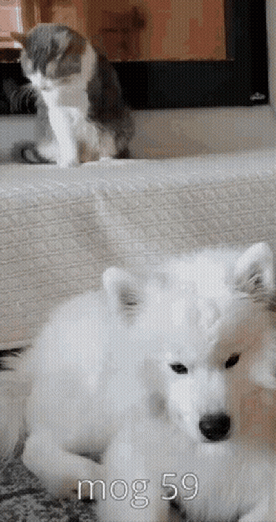 A Dog And A Cat Are Sitting Next To Each Other On The Floor . GIF