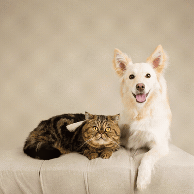 A Dog And A Cat Are Sitting Next To Each Other With The Words Together We Can Get Through Anything GIF