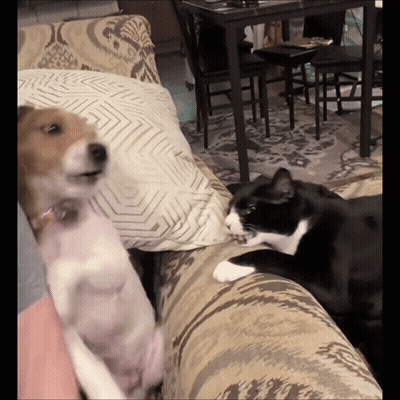 A Dog And A Cat Are Sitting On A Couch Looking At Each Other GIF