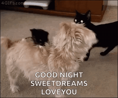 A Dog And A Cat Are Standing Next To Each Other On The Floor And The Cat Is Saying `` Good Night Sweetdreams Love You '' GIF