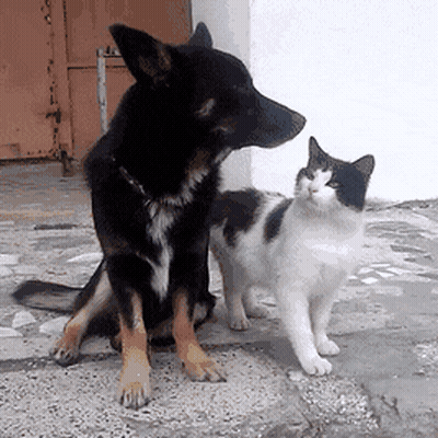 A Dog And A Cat Are Standing Next To Each Other GIF