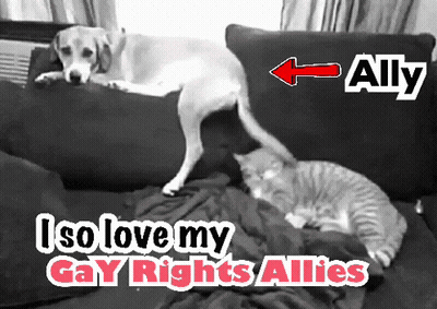 A Dog And A Cat Laying On A Couch With The Words " Ally " On The Bottom GIF