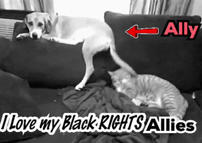 A Dog And A Cat Laying On A Couch With The Words " Ally " Written Above Them GIF