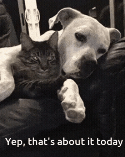 A Dog And A Cat Laying On A Couch With The Words Yep That 'S About It Today Below Them GIF