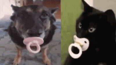 A Dog And A Cat With Pacifiers In Their Mouths GIF
