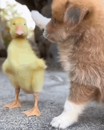 A Dog And A Duck Are Standing Next To Each Other GIF