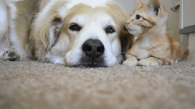 A Dog And A Kitten Are Laying Next To Each Other On The Floor GIF
