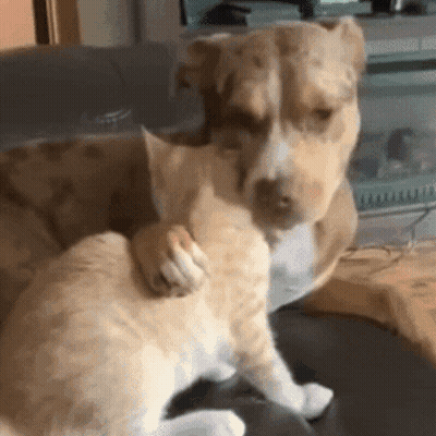 A Dog And A Kitten Are Sitting On A Couch . GIF