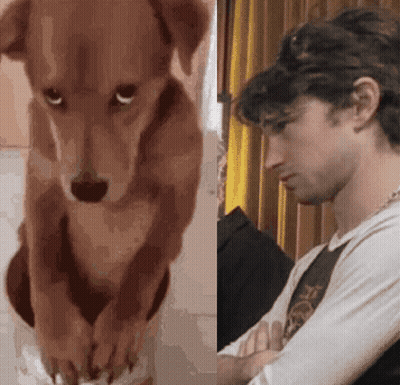 A Dog And A Man With Their Arms Crossed GIF