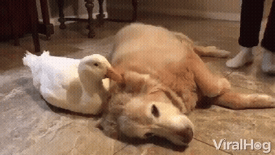 A Dog And A White Duck Are Laying On The Floor . GIF