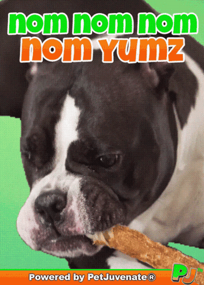 A Dog Chewing On A Stick With The Words Nom Nom Nom Nom Yumz Written Above It GIF