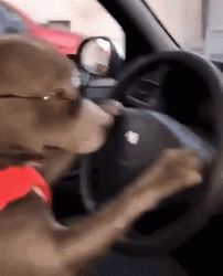 A Dog Crazy Driving GIF