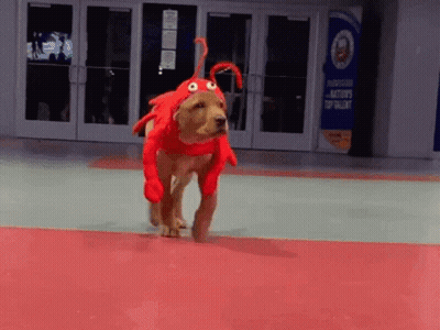 A Dog Dressed In A Lobster Costume Is Running On A Red Floor GIF