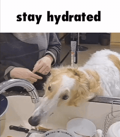 A Dog Drinking Water From A Faucet With The Words Stay Hydrated Written Below It GIF