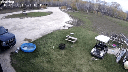 A Dog Drive The Golf Cart Then Crashed GIF
