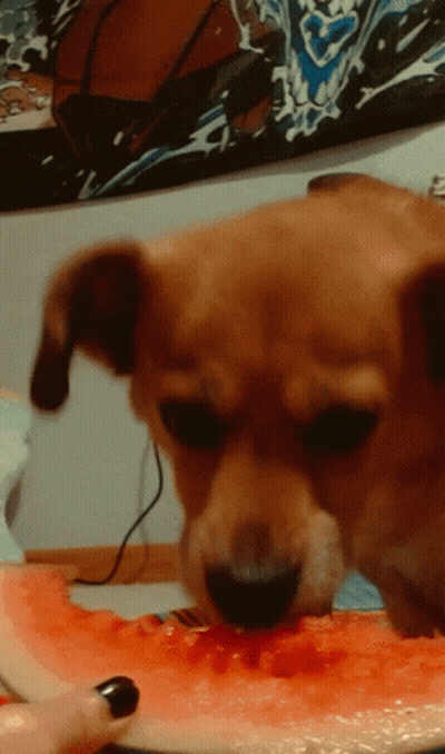 A Dog Eating A Slice Of Watermelon With A Basketball On The Wall Behind It GIF